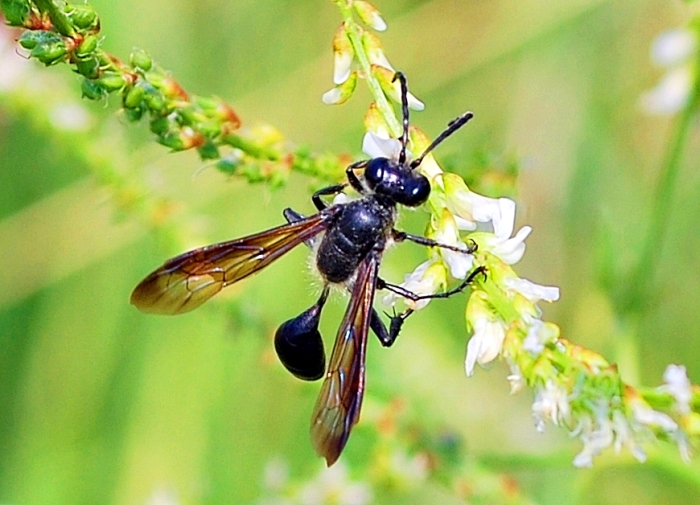 Isodontia mexicana